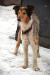 Jagoda - łagodna suczka collie, adopcja - Sprzedaż