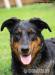 Beauceron-štěňátka s PP,odběr březen/duben  - Prodej