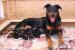 Beauceron-štěňátka s PP,odběr březen/duben  - Prodej