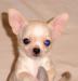 Chihuahua FCI - Sprzedaż