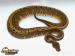 Python regius - PINSTRIPE - Prodej