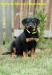 Beauceron štěňátka s PP - Prodej