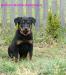 Beauceron štěňátka s PP - Prodej