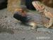 Agama vousatá "Pogona Vitticeps" - Prodej