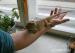Agama vousatá "Pogona Vitticeps" - Prodej