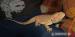 Agama vousatá "Pogona Vitticeps" - Prodej