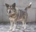 Bumbur -łagodny przyjacielski mix alaskan malamute - Sprzedaż