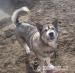 Bumbur -łagodny przyjacielski mix alaskan malamute - Sprzedaż