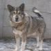 Bumbur -łagodny przyjacielski mix alaskan malamute - Sprzedaż