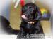Štěňata Flat Coated Retrievera - Prodej