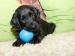 Štěňata Flat Coated Retrievera - Prodej