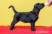 Štěňata Flat Coated Retrievera - Prodej