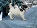 AKITA INU - Predaj