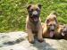 Belgický ovčiak krížený s labradorom - Darovanie