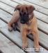 Belgický ovčiak krížený s labradorom - Darovanie
