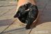 Flat Coated Retriever - Prodej