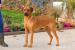 RHODÉSKÝ RIDGEBACK - Prodej
