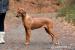RHODÉSKÝ RIDGEBACK - Prodej