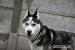 Uzi - młody pies w typie alaskan malamute adopcja - Sprzedaż