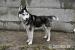 Uzi - młody pies w typie alaskan malamute adopcja - Sprzedaż