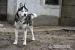 Uzi - młody pies w typie alaskan malamute adopcja - Sprzedaż