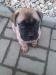 BULLMASTIFF Ihned k odběru - Prodej