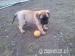 BULLMASTIFF Ihned k odběru - Prodej
