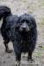 Szymuś - młody, delikatny mix spaniel szuka domu - Sprzedaż