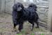 Szymuś - młody, delikatny mix spaniel szuka domu - Sprzedaż