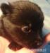 Šiperka (Schipperke) s PP - nejlepší společník - Prodej