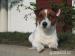 Jack russel terier - Prodej