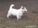 Jack russel terier - Prodej