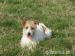 Jack russel terier - Prodej