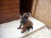 Štěňata belgický ovčák malinois - Prodej