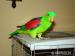 Papagáj červenokrídly - Predaj