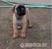 BULLMASTIFF Ihned k odběru - Prodej