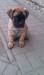 BULLMASTIFF Ihned k odběru - Prodej
