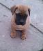BULLMASTIFF Ihned k odběru - Prodej