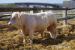 Charolais - plemenní býčci - Predaj