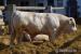 Charolais - plemenní býčci - Predaj