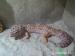 Gekony Lamparcie (Harem) Wraz Z Terrarium - Sprzedaż