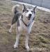 Ala - łagodna, nieśmiała suczka alaskan malamute - Sprzedaż