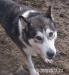 Ala - łagodna, nieśmiała suczka alaskan malamute - Sprzedaż