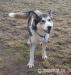 Ala - łagodna, nieśmiała suczka alaskan malamute - Sprzedaż