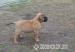 BULLMASTIFF Ihned k odběru - Prodej