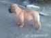 BULLMASTIFF Ihned k odběru - Prodej
