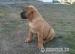 BULLMASTIFF Ihned k odběru - Prodej