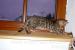 Bengálská kočka-kocour č.4 s PP - Prodej