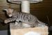 Bengálská kočka-kocour č.2 s PP - Prodej
