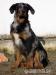 Beauceron - prodám štěně - Prodej